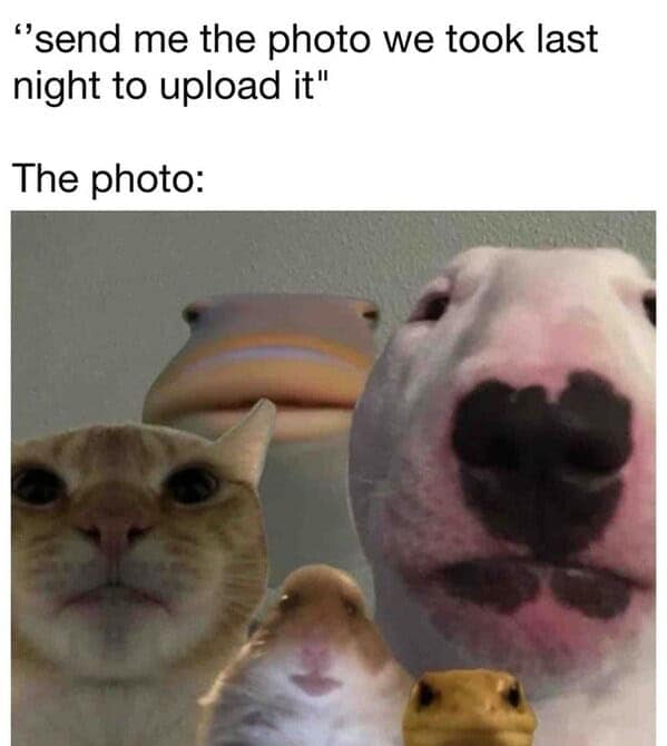 animal memes, pet memes, funny animal pictures, hilarious pet moments, animal jokes, pet humor, funny animal memes