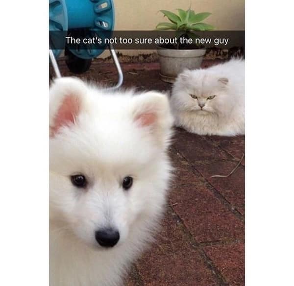 animal memes, pet memes, funny animal pictures, hilarious pet moments, animal jokes, pet humor, funny animal memes