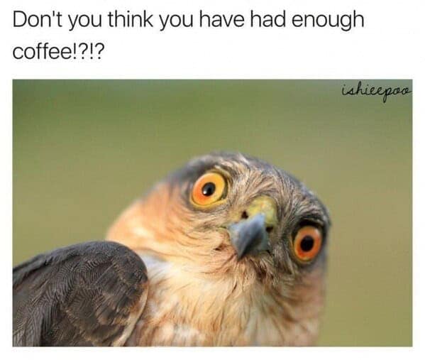 animal memes, pet memes, funny animal pictures, hilarious pet moments, animal jokes, pet humor, funny animal memes