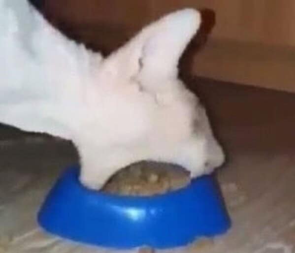 animal memes, animals going goblin mode, Goblin mode memes, Funny pet memes, Hilarious animal behavior