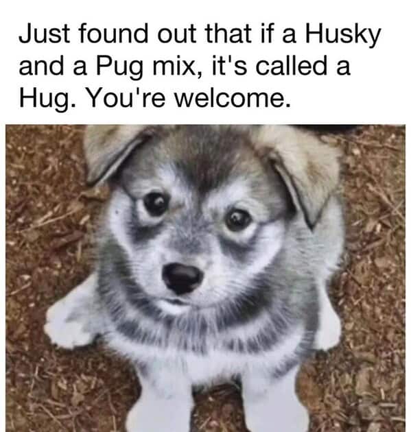 animal memes, pet memes, funny animal pictures, hilarious pet moments, animal jokes, pet humor, funny animal memes