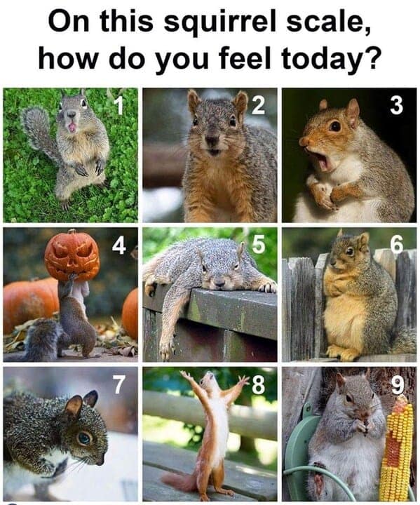 animal memes, pet memes, funny animal pictures, hilarious pet moments, animal jokes, pet humor, funny animal memes