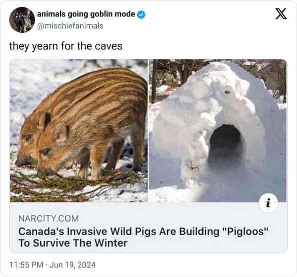 animal memes, animals going goblin mode, Goblin mode memes, Funny pet memes, Hilarious animal behavior