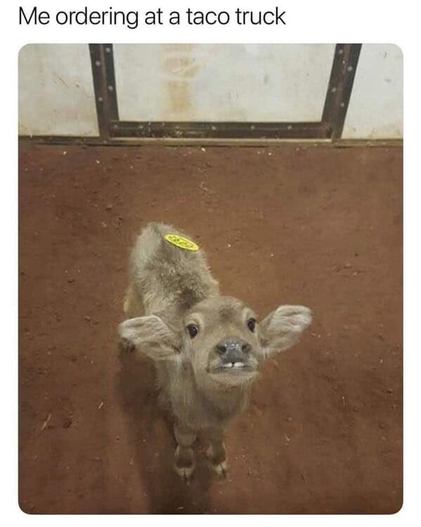 animal memes, pet memes, funny animal pictures, hilarious pet moments, animal jokes, pet humor, funny animal memes