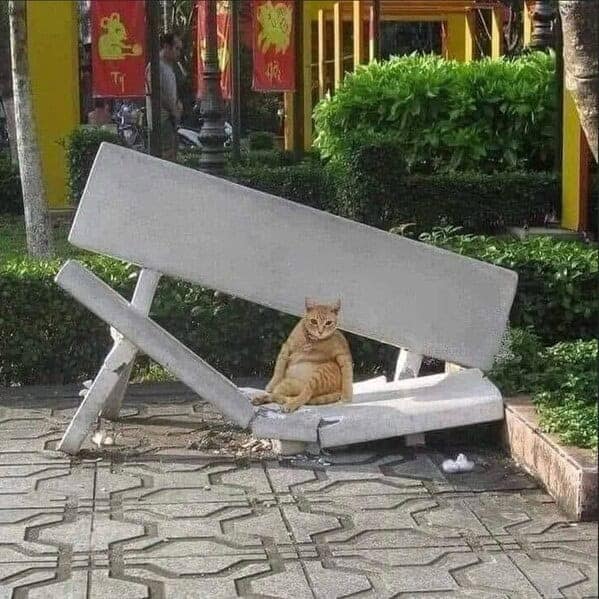 animal memes, animals going goblin mode, Goblin mode memes, Funny pet memes, Hilarious animal behavior