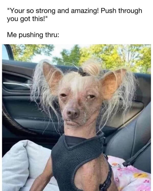 animal memes, pet memes, funny animal pictures, hilarious pet moments, animal jokes, pet humor, funny animal memes