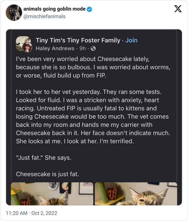 animal memes, animals going goblin mode, Goblin mode memes, Funny pet memes, Hilarious animal behavior