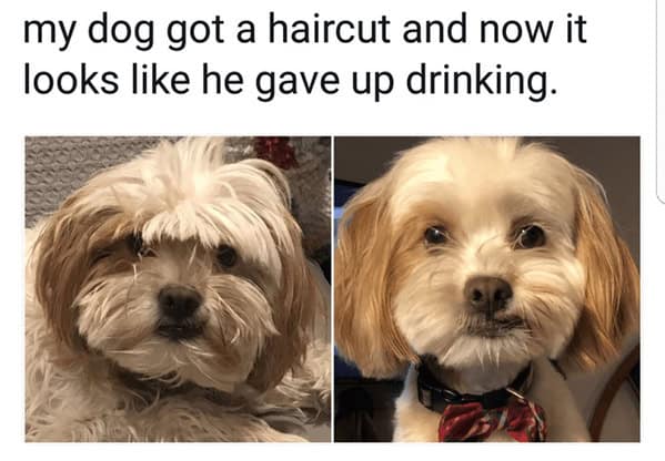 animal memes, pet memes, funny animal pictures, hilarious pet moments, animal jokes, pet humor, funny animal memes