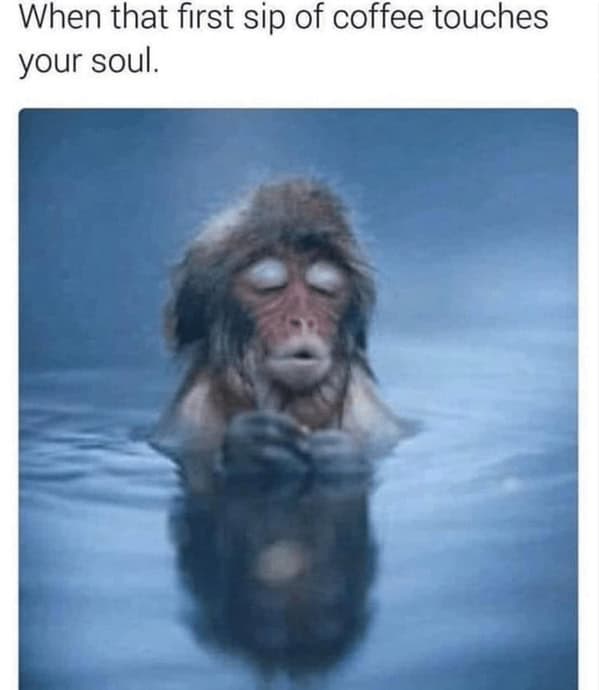 animal memes, pet memes, funny animal pictures, hilarious pet moments, animal jokes, pet humor, funny animal memes