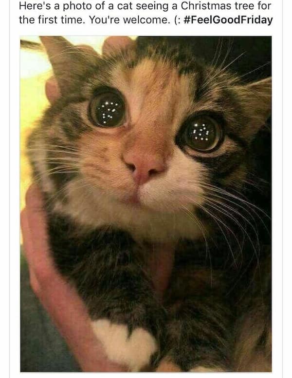 animal memes, pet memes, funny animal pictures, hilarious pet moments, animal jokes, pet humor, funny animal memes