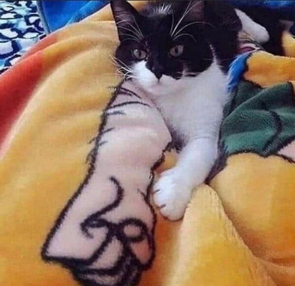 animal memes, animals going goblin mode, Goblin mode memes, Funny pet memes, Hilarious animal behavior