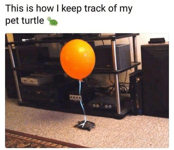 animal memes, pet memes, funny animal pictures, hilarious pet moments, animal jokes, pet humor, funny animal memes