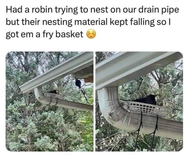 animal memes, pet memes, funny animal pictures, hilarious pet moments, animal jokes, pet humor, funny animal memes