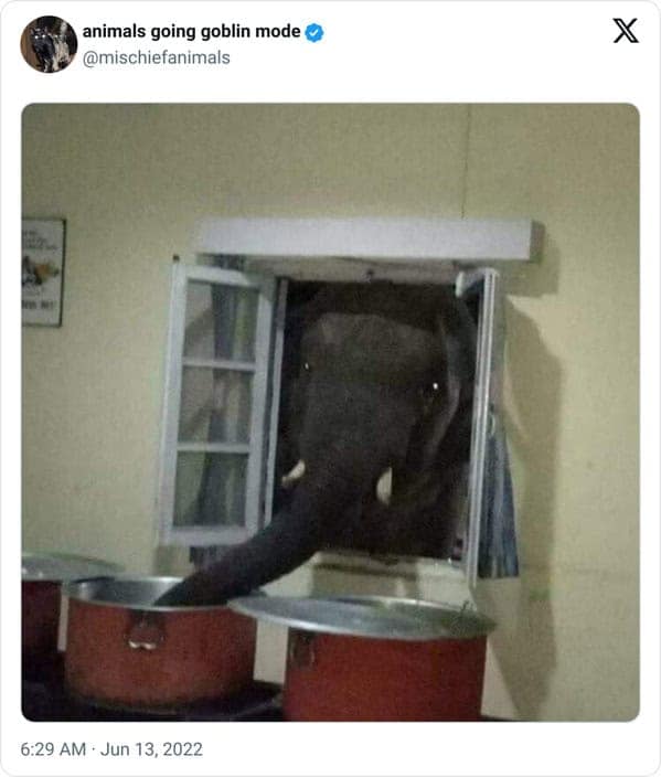 animal memes, animals going goblin mode, Goblin mode memes, Funny pet memes, Hilarious animal behavior