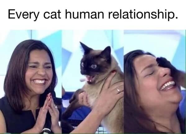 animal memes, pet memes, funny animal pictures, hilarious pet moments, animal jokes, pet humor, funny animal memes