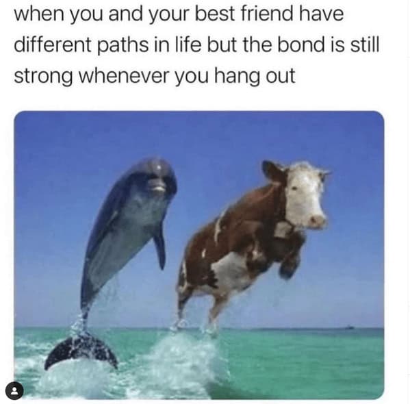 animal memes, pet memes, funny animal pictures, hilarious pet moments, animal jokes, pet humor, funny animal memes