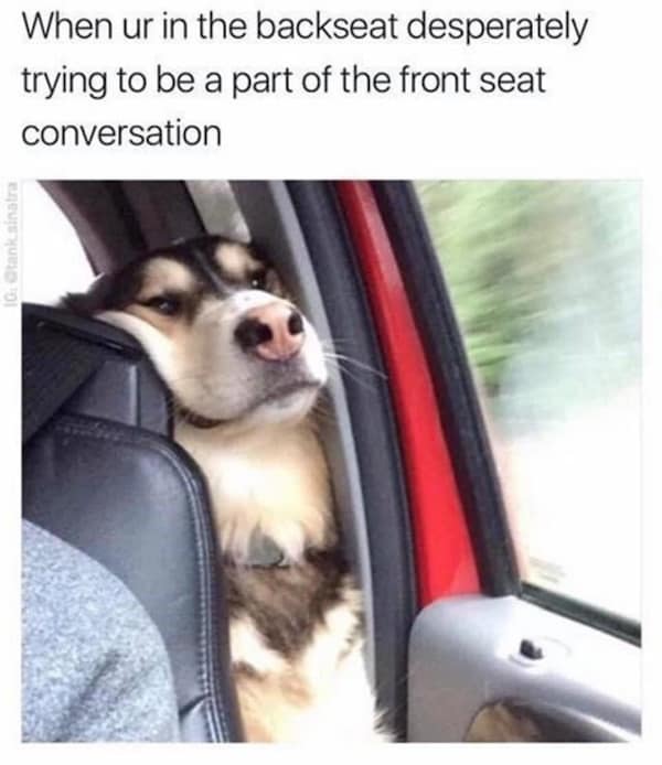 animal memes, pet memes, funny animal pictures, hilarious pet moments, animal jokes, pet humor, funny animal memes