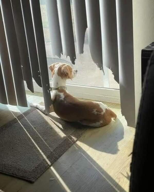 animal memes, animals going goblin mode, Goblin mode memes, Funny pet memes, Hilarious animal behavior