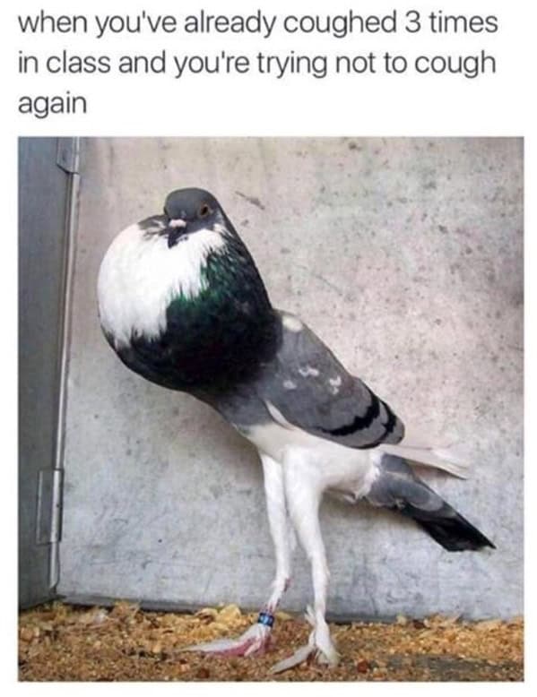 animal memes, pet memes, funny animal pictures, hilarious pet moments, animal jokes, pet humor, funny animal memes