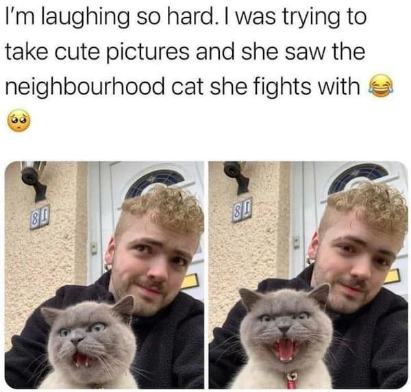 animal memes, pet memes, funny animal pictures, hilarious pet moments, animal jokes, pet humor, funny animal memes