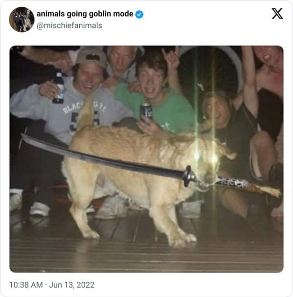 animal memes, animals going goblin mode, Goblin mode memes, Funny pet memes, Hilarious animal behavior