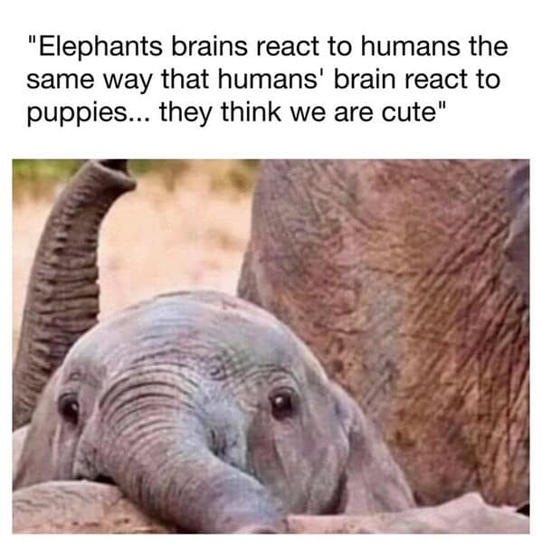 animal memes, pet memes, funny animal pictures, hilarious pet moments, animal jokes, pet humor, funny animal memes