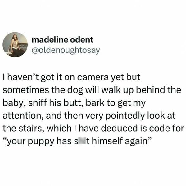 I haven't got it on camera yet but sometimes the dog will walk up behind the baby, sniff his butt, bark to get my attention, and then very pointedly look at the stairs, which I have deduced is code for "your puppy has st himself again"