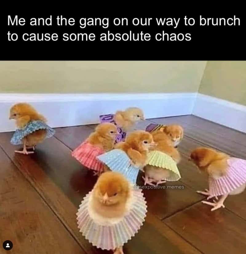 brunch memes, breakfast memes, Funny brunch quotes, Weekend memes, Foodie humor