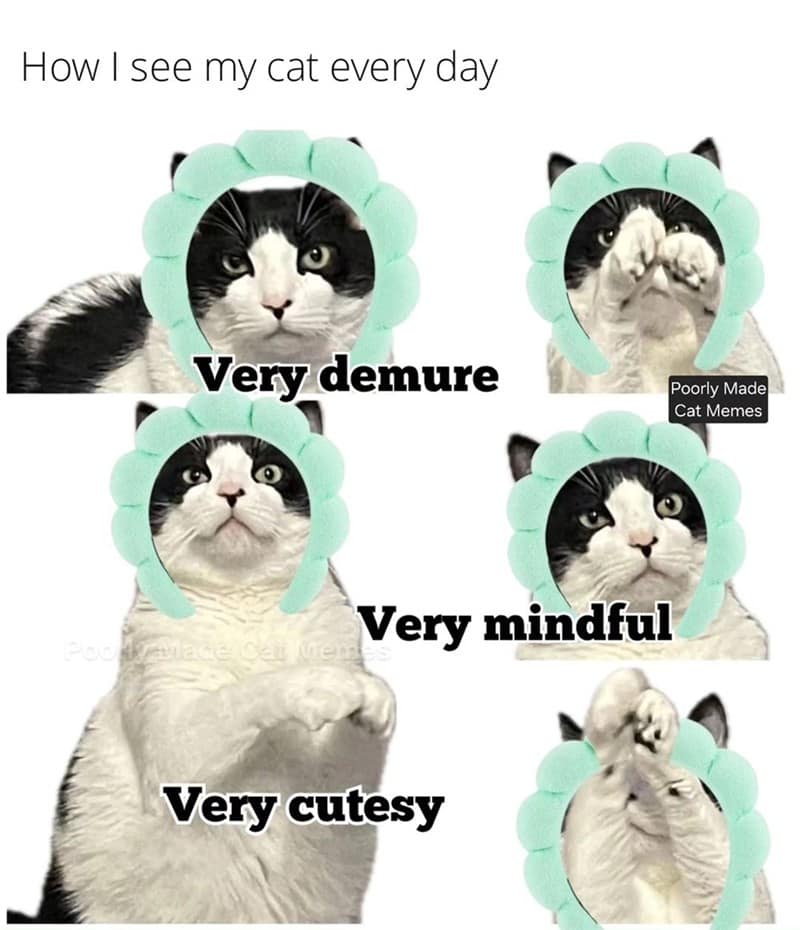 cat memes, motivational cats, feline memes, uplifting cat humor, cat motivation