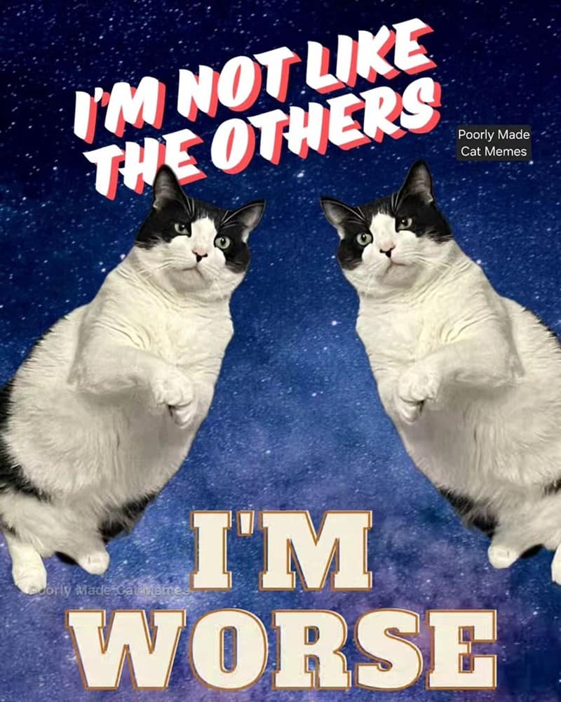 cat memes, motivational cats, feline memes, uplifting cat humor, cat motivation