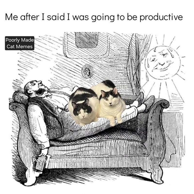 cat memes, motivational cats, feline memes, uplifting cat humor, cat motivation