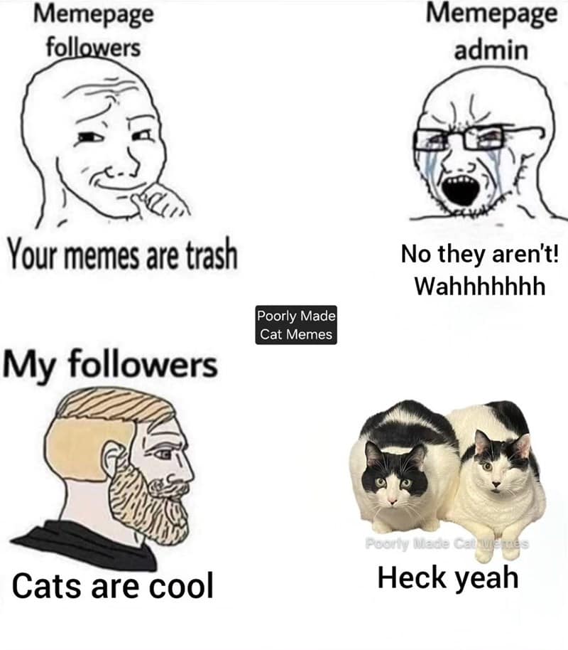 cat memes, motivational cats, feline memes, uplifting cat humor, cat motivation