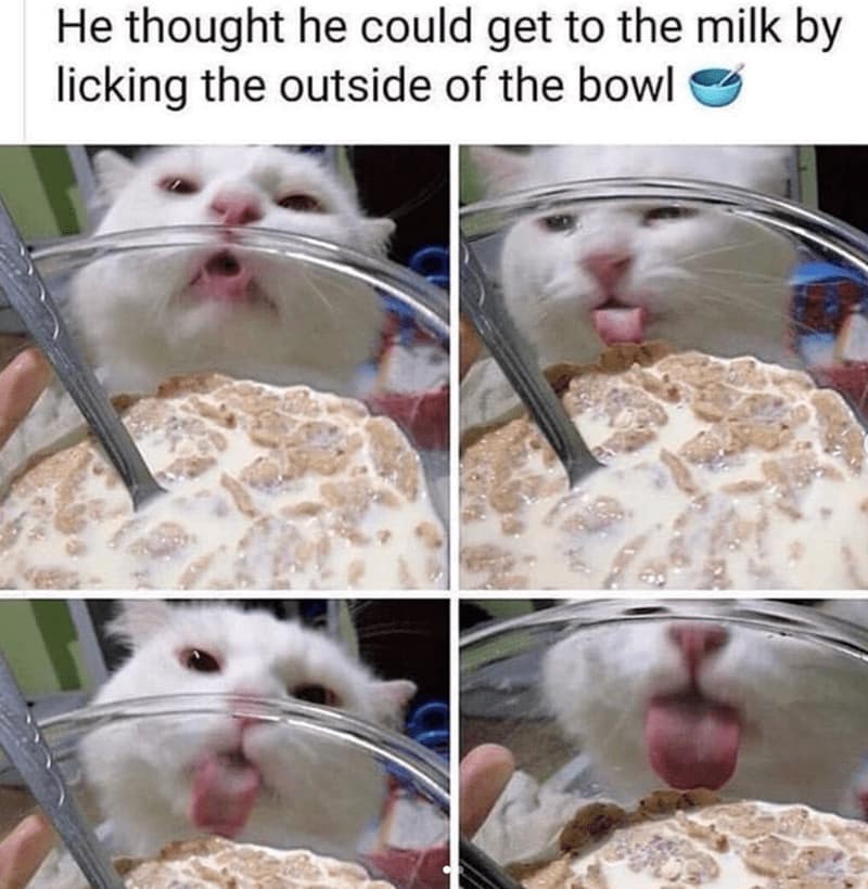 cereal memes, Breakfast memes, Funny cereal jokes