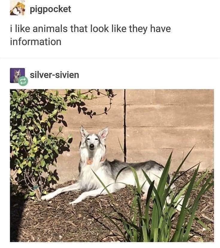 classic memes, vintage memes, viral tweets, Timeless Online Humor, Iconic Internet Moments, Enduring Online Trends, Legendary Social Media Posts