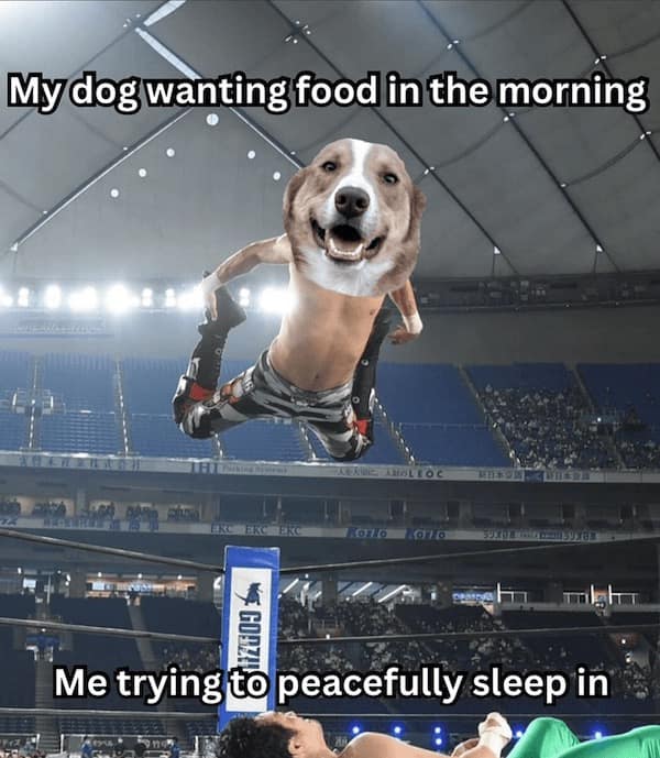 dog memes, dog tweets, doggy memes, pup humor, canine comedy