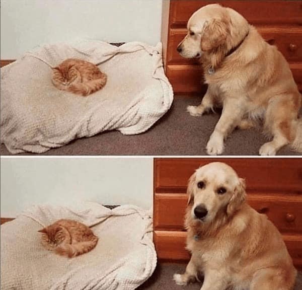 dog memes, dog tweets, doggy memes, pup humor, canine comedy