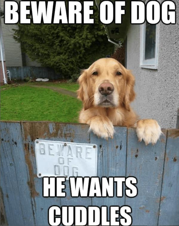 dog memes, dog tweets, doggy memes, pup humor, canine comedy