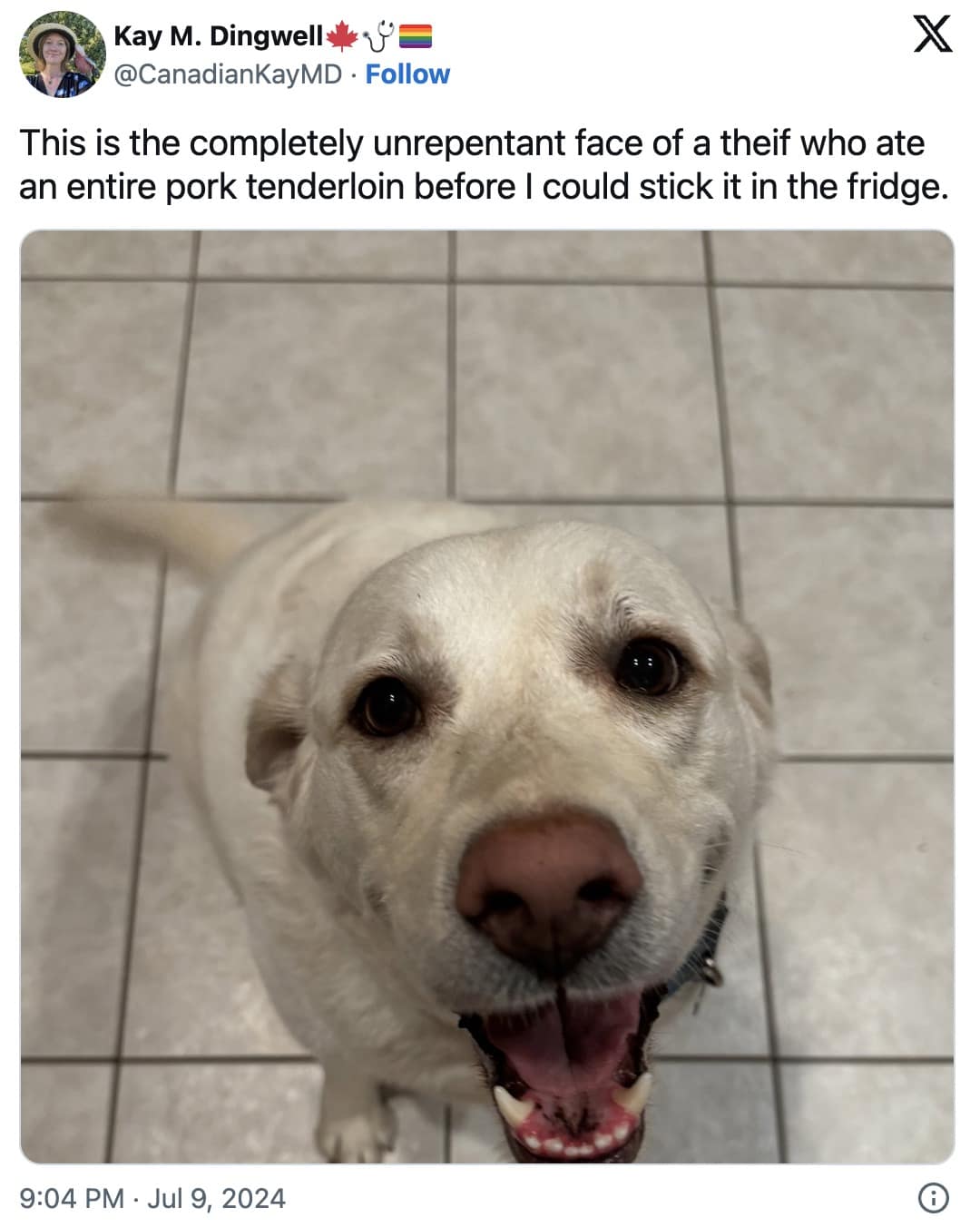 dog memes, dog tweets, doggy memes, pup humor, canine comedy