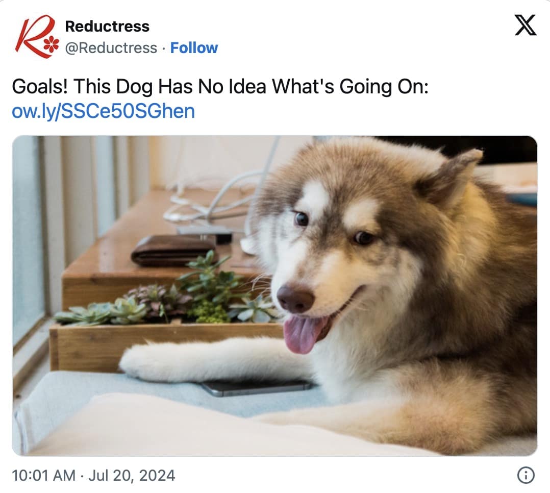 dog memes, dog tweets, doggy memes, pup humor, canine comedy