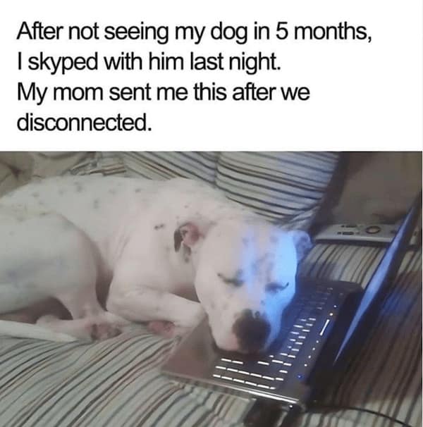 dog memes, dog tweets, doggy memes, pup humor, canine comedy