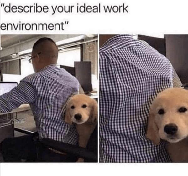 dog memes, dog tweets, doggy memes, pup humor, canine comedy