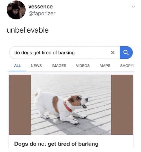 dog memes, dog tweets, doggy memes, pup humor, canine comedy