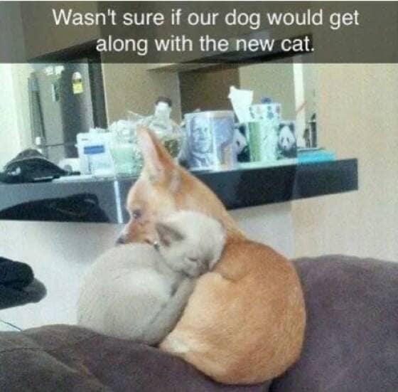 Wasn't sure if our dog would get along with the new cat.