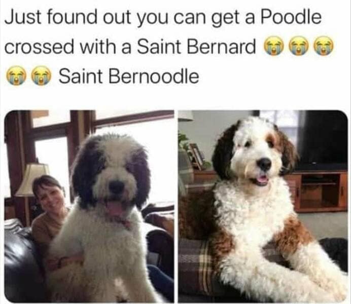 Just found out you can get a Poodle crossed with a Saint Bernard Saint Bernoodle