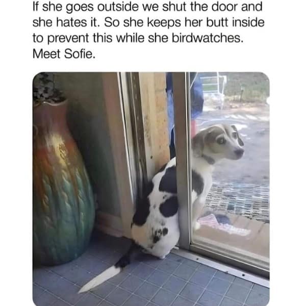 If she goes outside we shut the door and she hates it. So she keeps her butt inside to prevent this while she birdwatches. Meet Sofie.