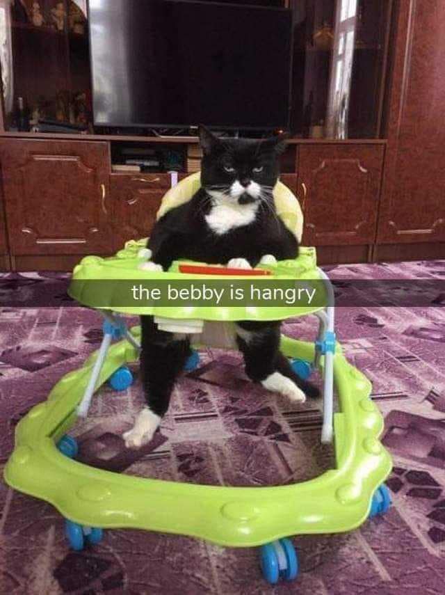 funny pics. the bebby is hangry