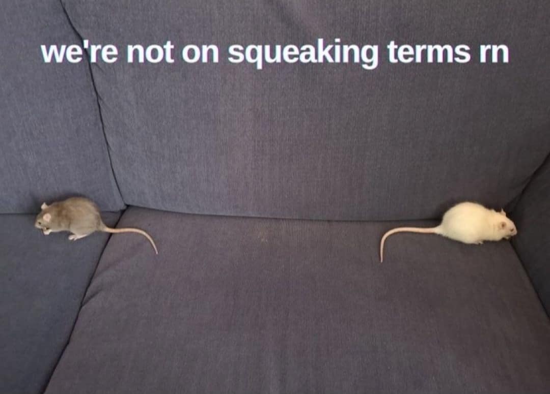 funny pics. we're not on squeaking terms rn