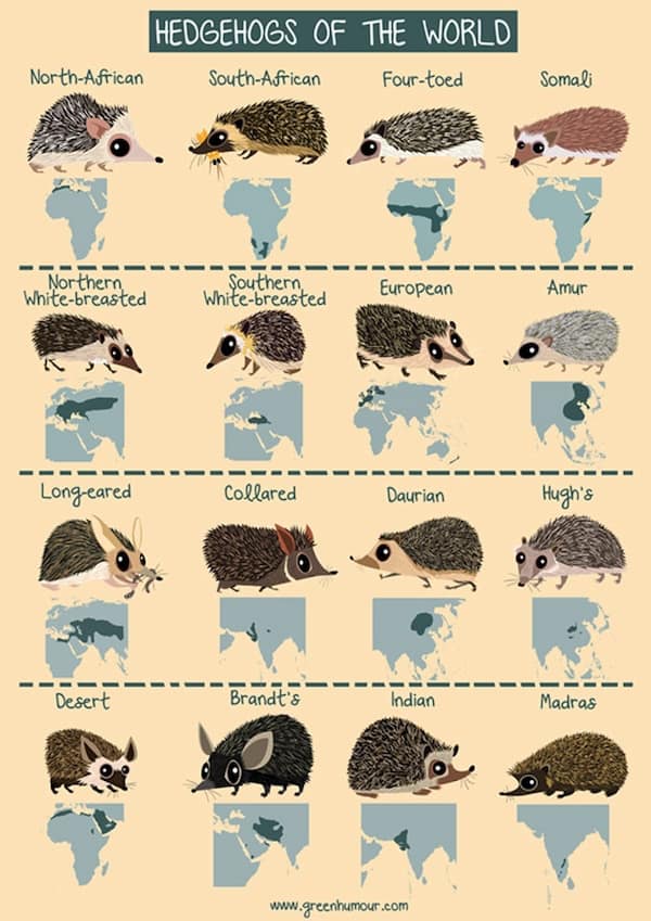 HEDGEHOGS OF THE WORLD