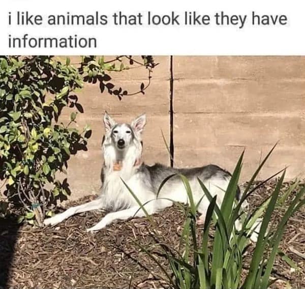 meme dump, funny memes, hilarious memes, lunch break memes, laugh-out-loud memes, amusing memes, midday memes, break time memes
