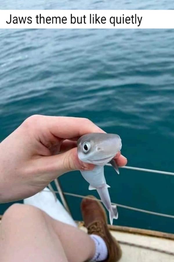 meme dump, funny memes, hilarious memes, Weekend Memes, Hilarious Pictures, LOL-worthy Memes, Trendy Memes, Viral Content